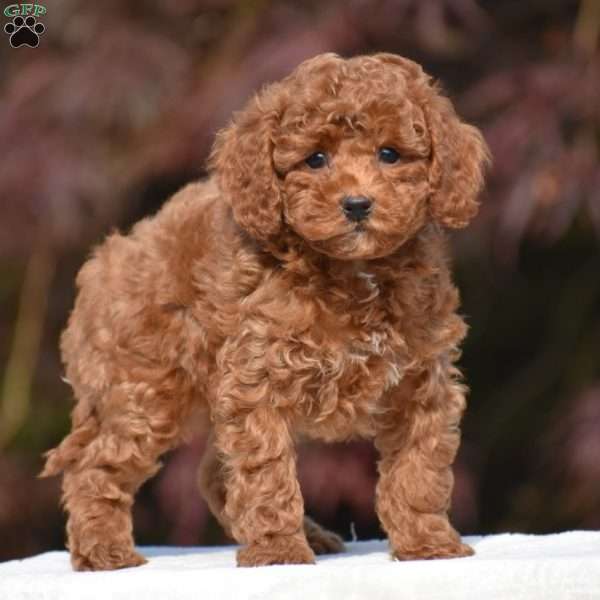 Tyson, Miniature Poodle Puppy